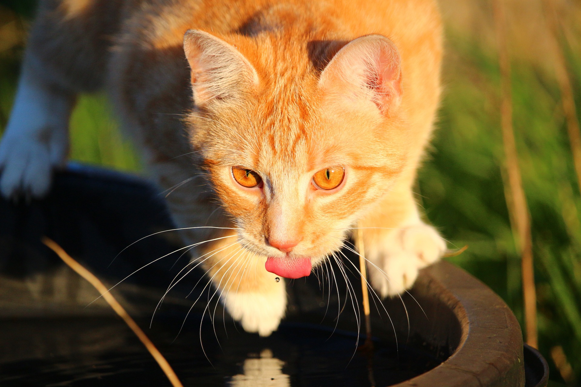 Foto rote Katze