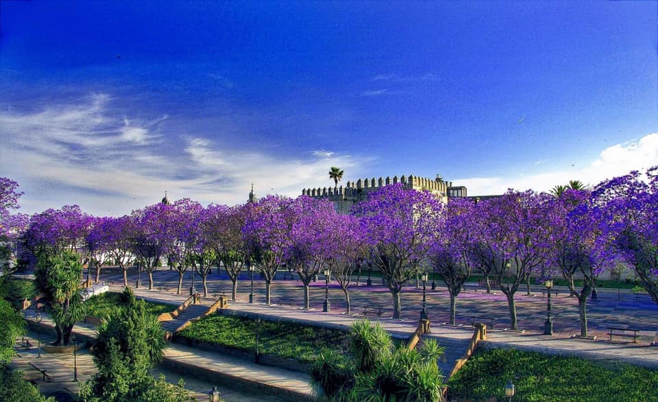 Jerez Jacaranda